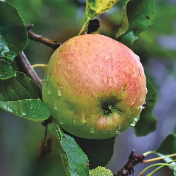 Irish Peach Apple (Malus domestica Irish Peach) 1